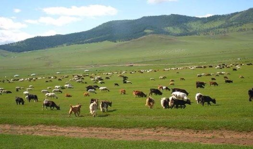 Mountain sheep